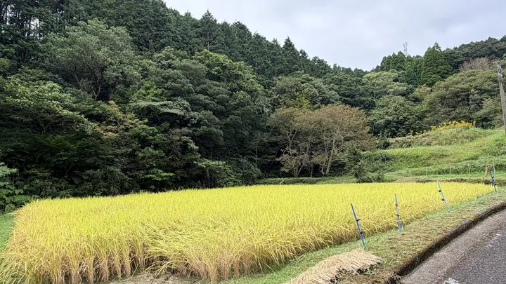 祁答院農園（KEDOIN FARM）