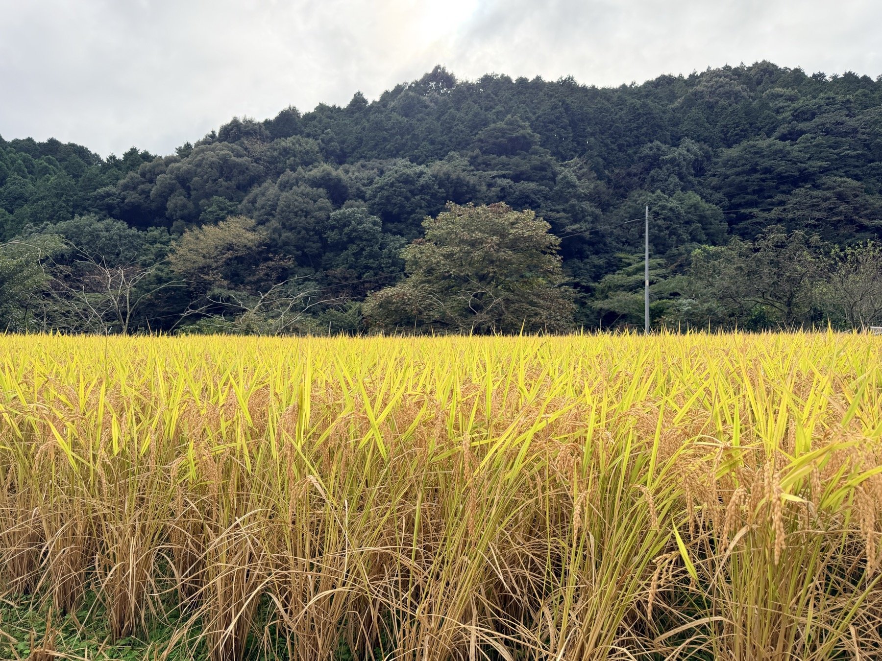 山に囲まれた田んぼの風景