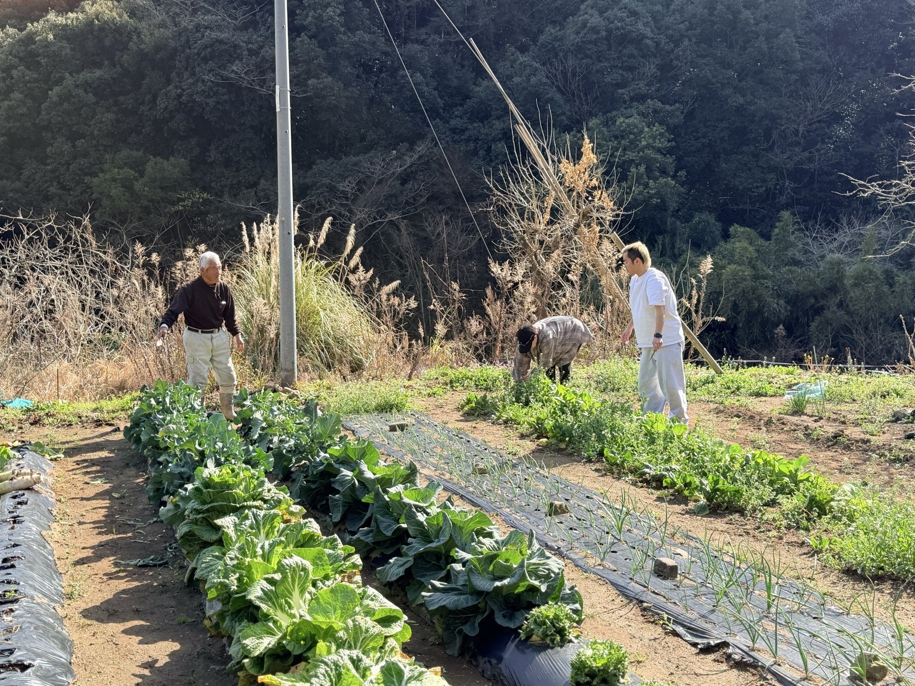 野菜畑で作業する人々