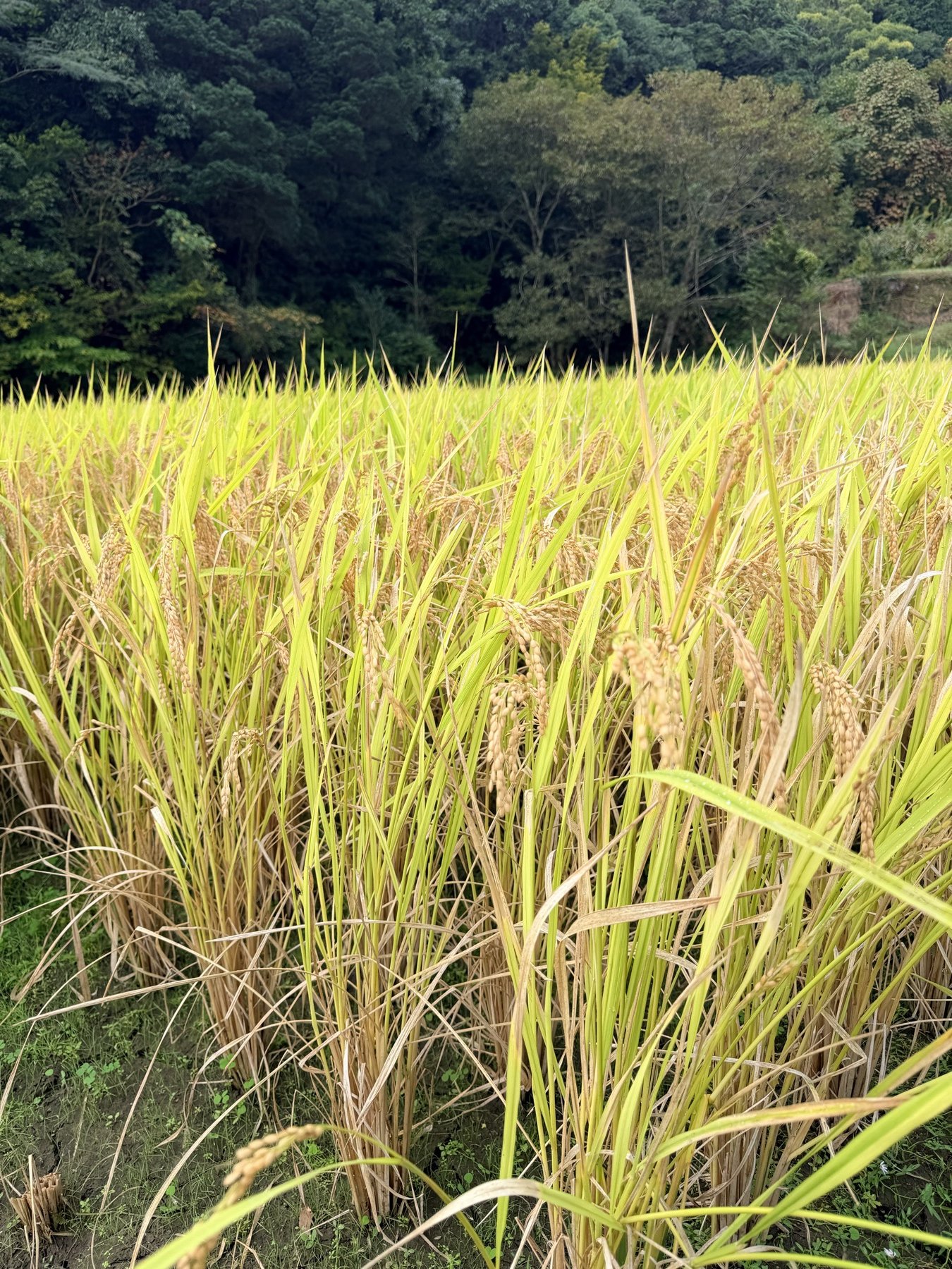 山あいの田んぼに実る稲穂
